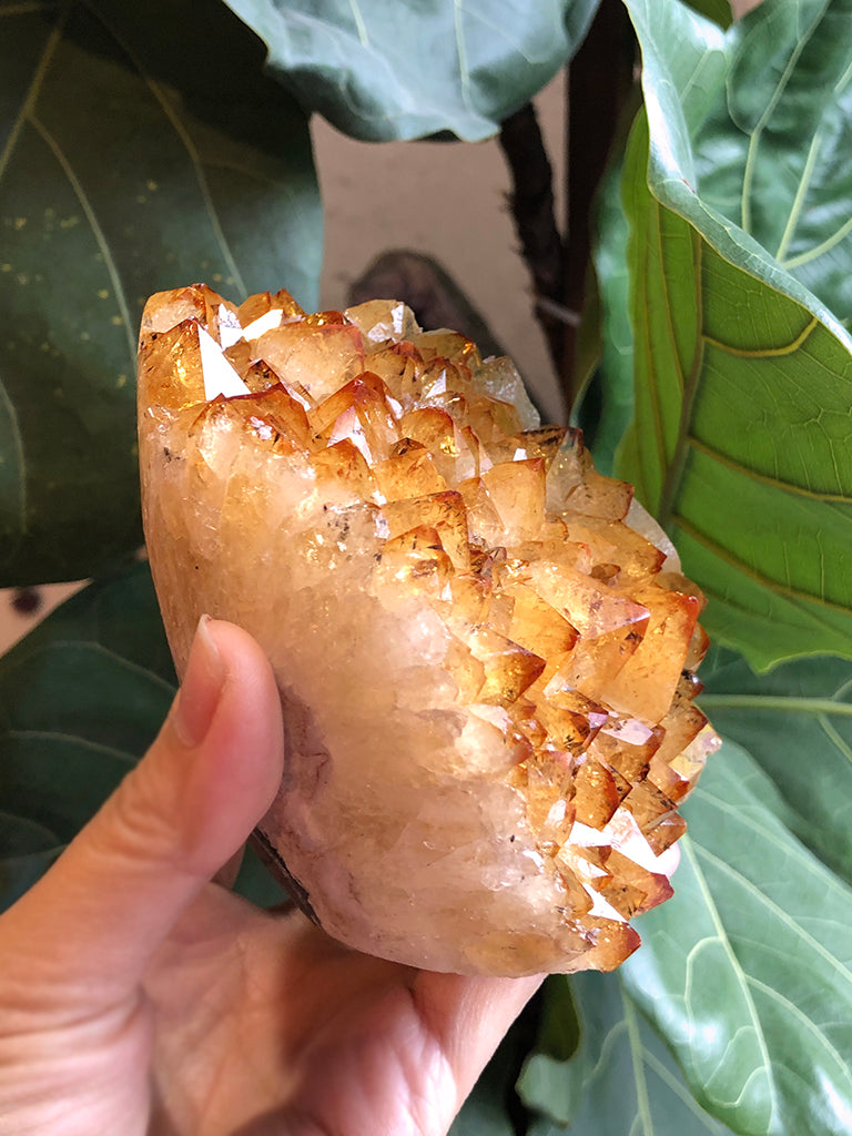 陽曜之鎮|招財大牙黃水晶晶陣